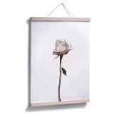 Poster Die weiße Rose 