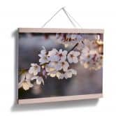 Poster Sakura branch 