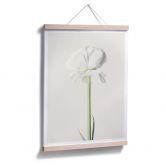 Plakat - Ranunkel 03 