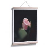 Poster Rosa Blüte einer Rose 