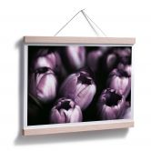 Poster Tulpen 