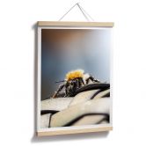 Poster Brown - Abeille 