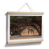 Poster D'Amico - Zwei Giraffen in Namibias Savanne 