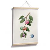 Poster Loose - Plante à macarons 