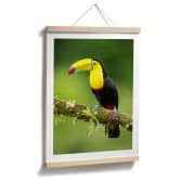 Poster van Duijn - Fischertukan in Costa Rica 