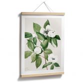 Poster Botanik Illustration einer Scheinkamelie - Walcott 