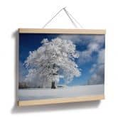 Poster Schumacher - White Winter Tree 