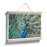 Poster Peacock 